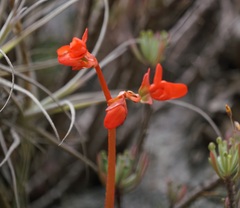Begonia veitchii, photograph Tim, CC BY, iNaturalist via GBIF