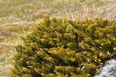 Veronica hectorii, photograph Christopher Stephens, CC BY-SA, iNaturalist via GBIF