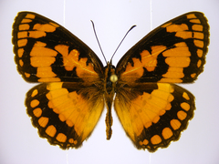 Byblia anvatara crameri