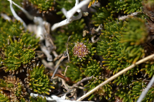 Image of Goyens Button Daisy (Leptinella goyenii) by (c) Christopher Stephens, some rights reserved (CC BY-SA)