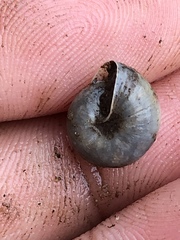 Praticolella mexicana