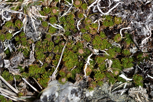Image of Goyens Button Daisy (Leptinella goyenii) by (c) Christopher Stephens, some rights reserved (CC BY-SA)