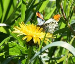 Anthocharis julia flora