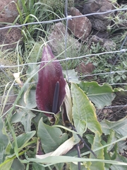 Arum palaestinum