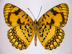 Byblia anvatara crameri