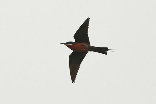 Rosy Bee-eater (Merops malimbicus), photo 6