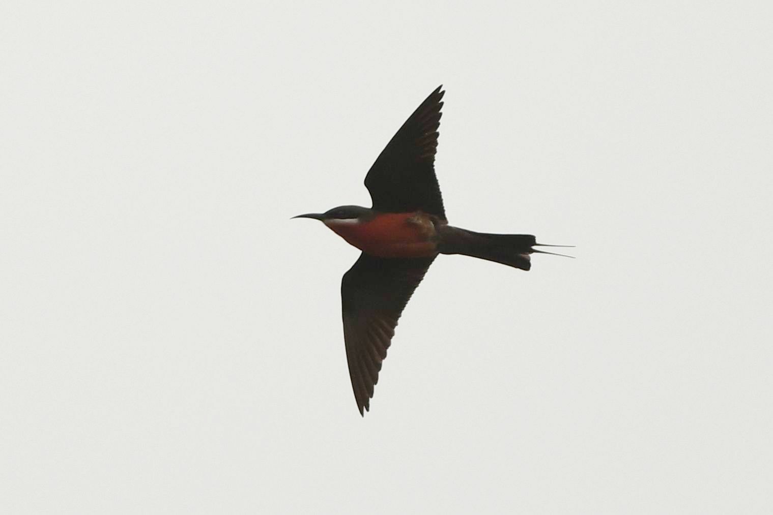 Rosy Bee-eater (Merops malimbicus), photo 9