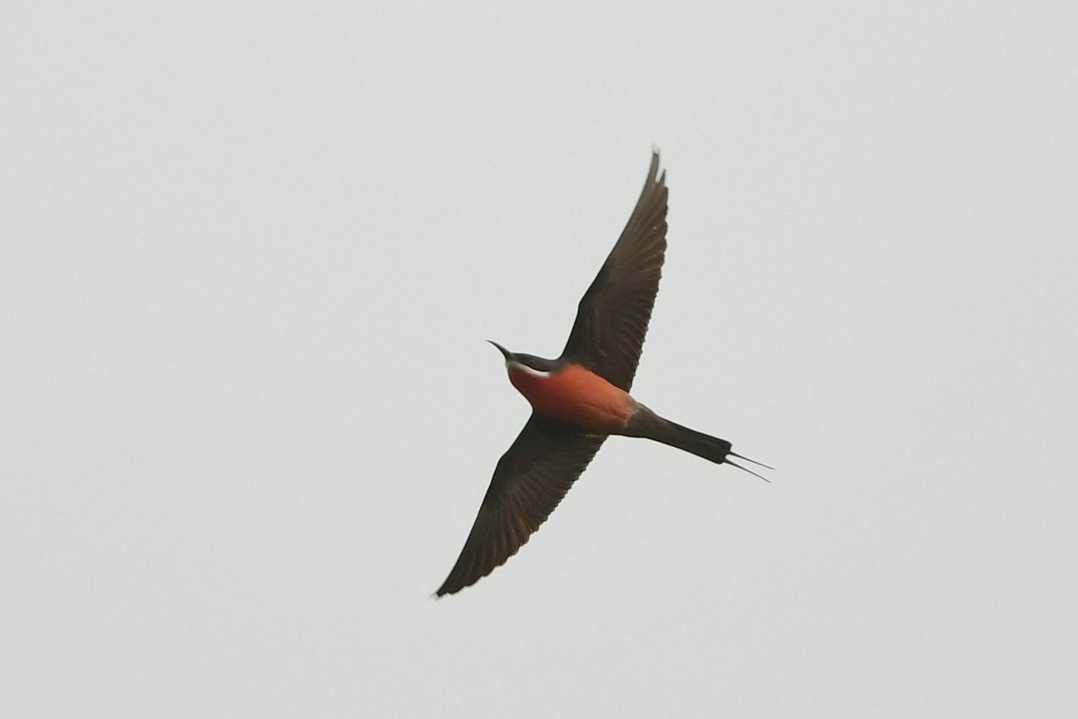 Rosy Bee-eater (Merops malimbicus), photo 8