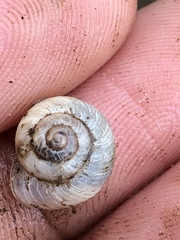 Praticolella mexicana