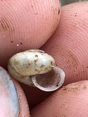 Praticolella mexicana