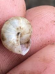 Praticolella mexicana