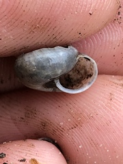 Praticolella mexicana