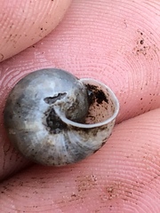 Praticolella mexicana