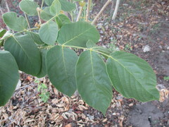 author not stated, no rights reserved Markhamia obtusifolia, photograph author not stated, no rights reserved