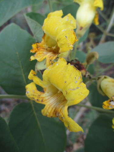 Image of Markhamia obtusifolia by no rights reserved