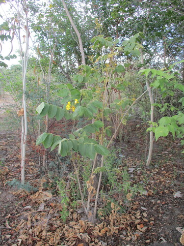 Image of Markhamia obtusifolia by no rights reserved