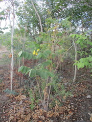 author not stated, no rights reserved Markhamia obtusifolia, photograph author not stated, no rights reserved