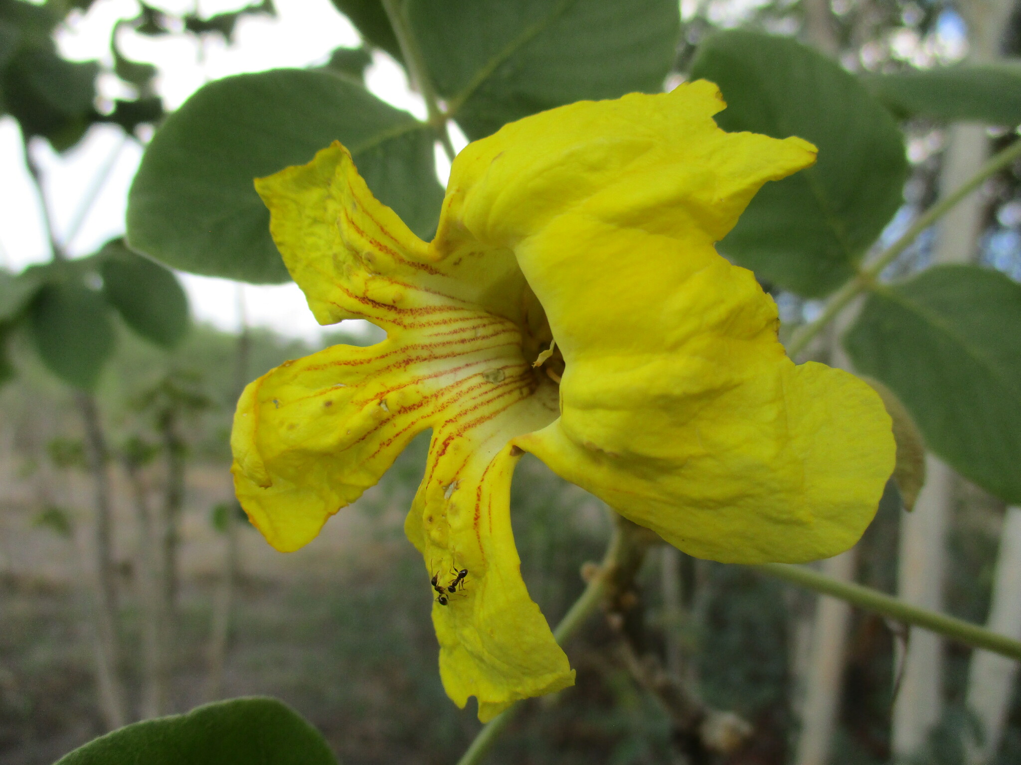 Golden Beantree (Markhamia obtusifolia)