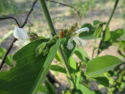 Image of Baphia massaiensis by no rights reserved