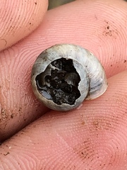 Praticolella mexicana