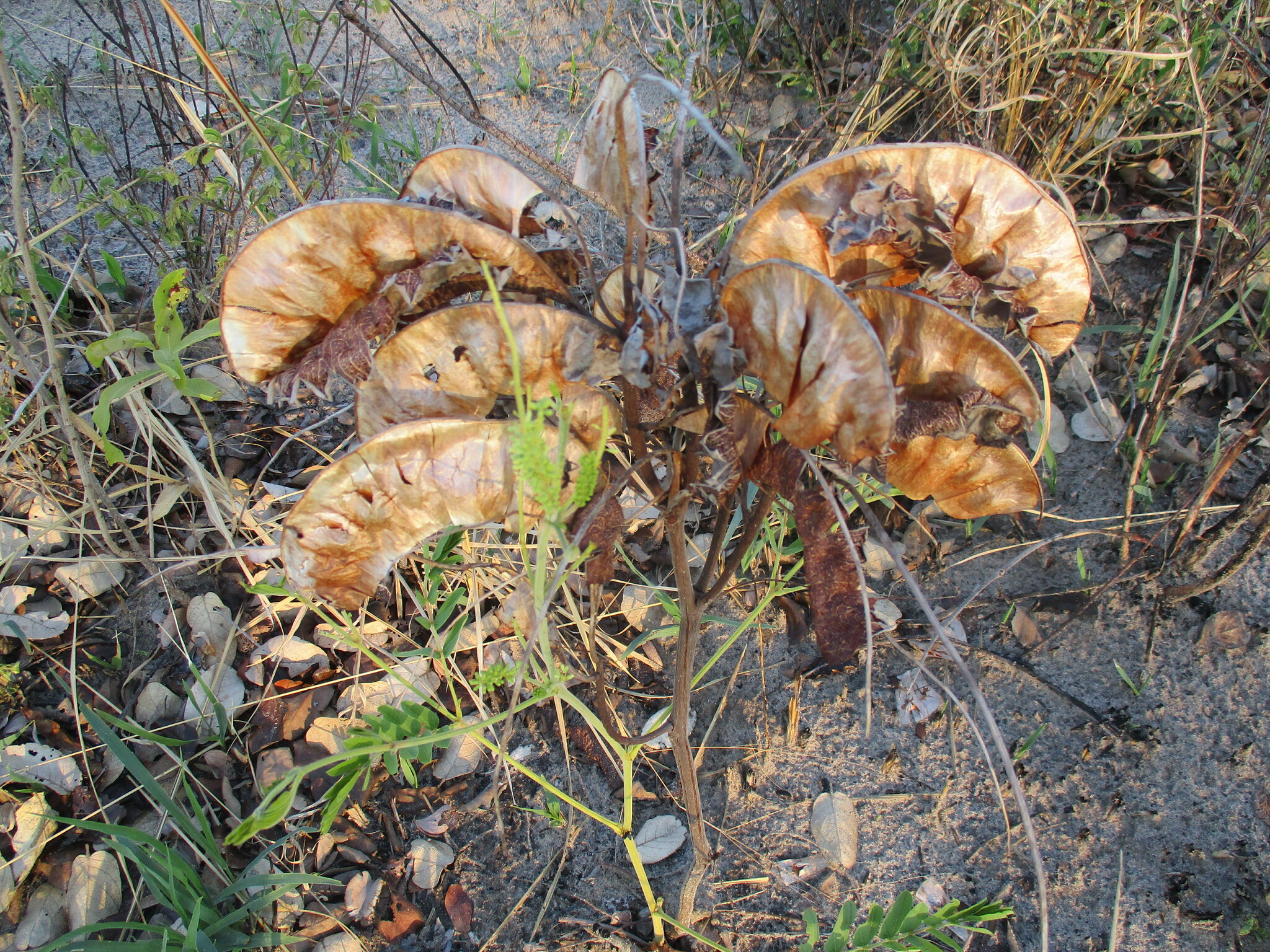 Entada arenaria
