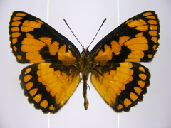 Byblia anvatara crameri
