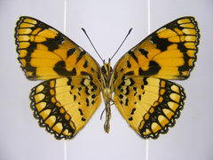 Byblia anvatara crameri
