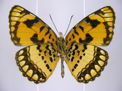 Byblia anvatara crameri
