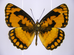 Byblia anvatara crameri