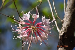 Rhododendron canescens