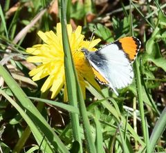 Anthocharis julia flora