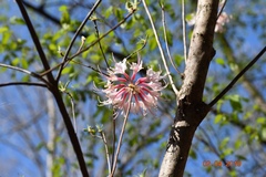 Rhododendron canescens