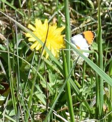 Anthocharis julia flora