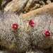 Rat-tail Nipple Cactus - Photo (c) CARLOS VELAZCO, some rights reserved (CC BY-NC), uploaded by CARLOS VELAZCO