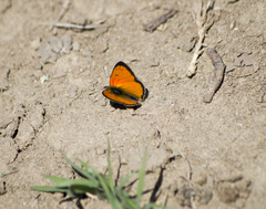 Lycaena ottomanus