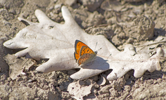 Lycaena ottomanus