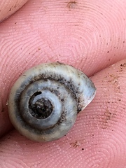 Praticolella mexicana