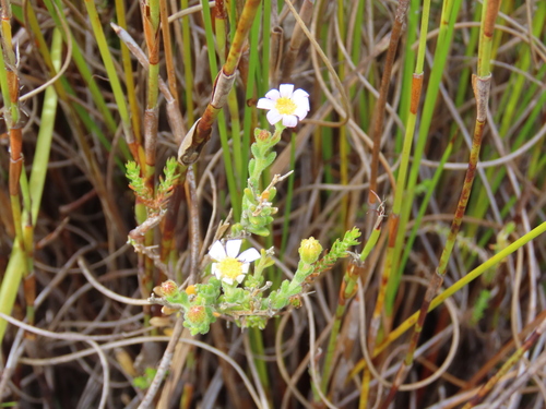 Image of Zyrphelis foliosa by (c) Adele SL, some rights reserved (CC BY)