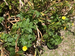 Disonycha spilotrachela