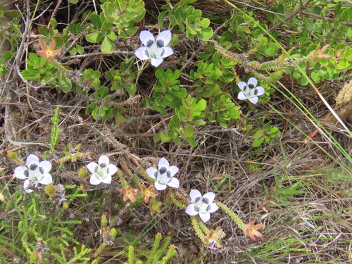 Image of Roella ciliata by (c) Adele SL, some rights reserved (CC BY)