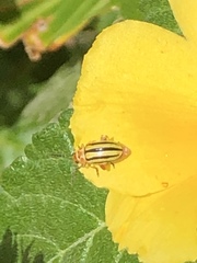 Disonycha spilotrachela