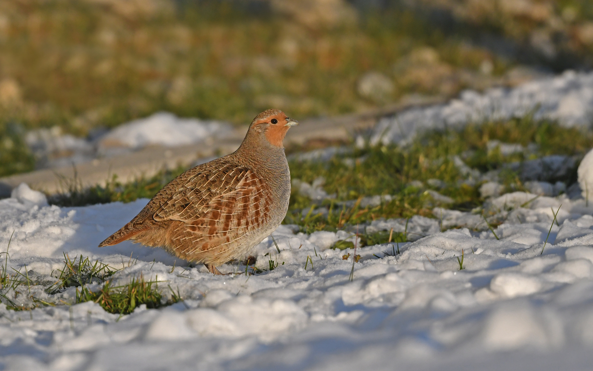 Grey Partridge