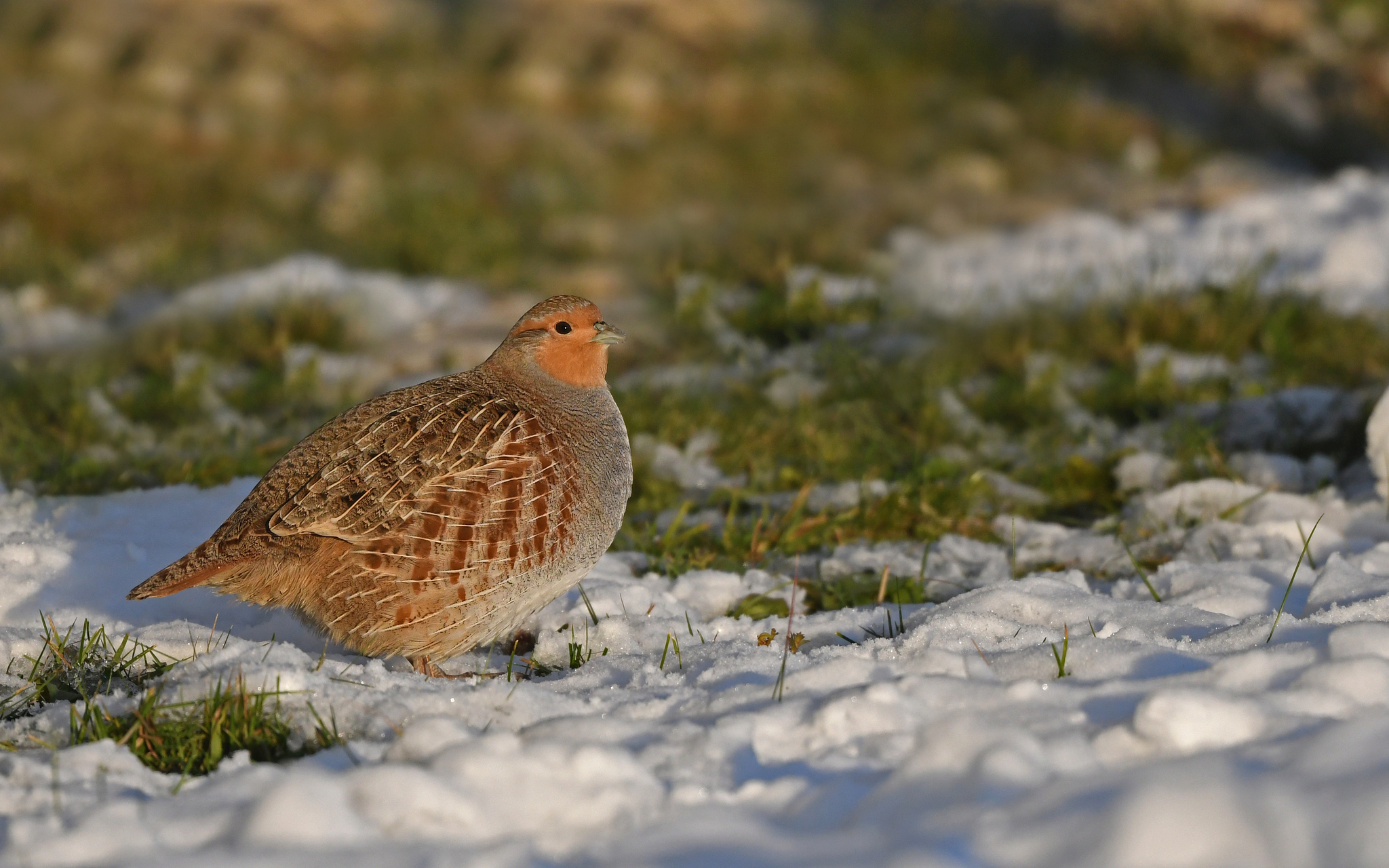 Grey Partridge