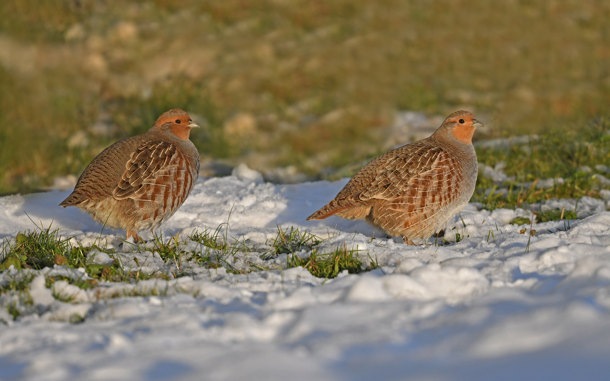 Grey Partridge