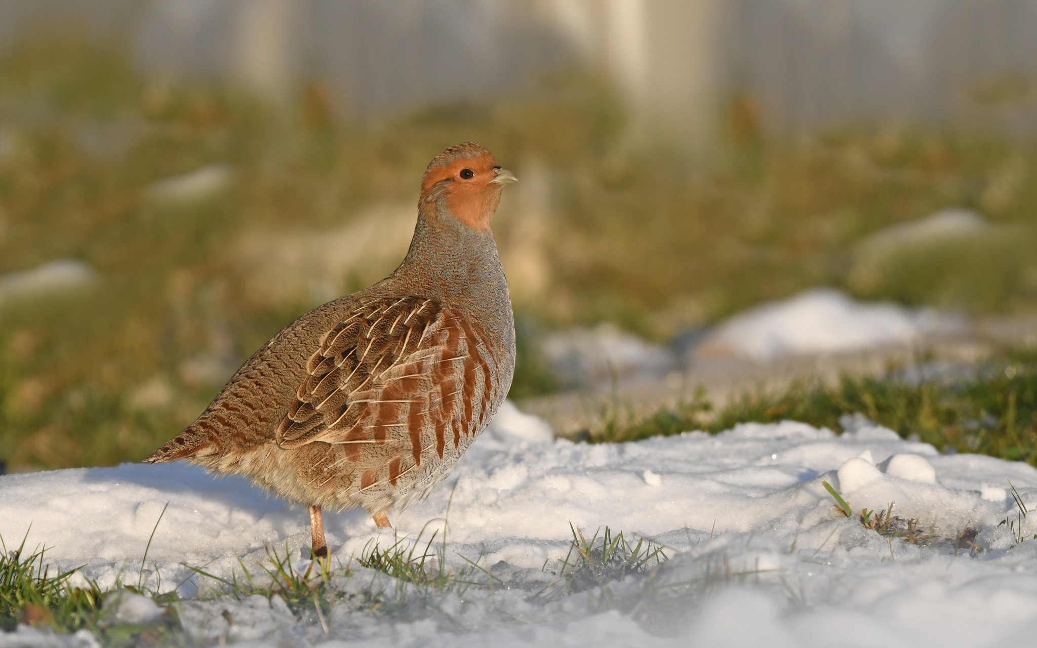 Grey Partridge