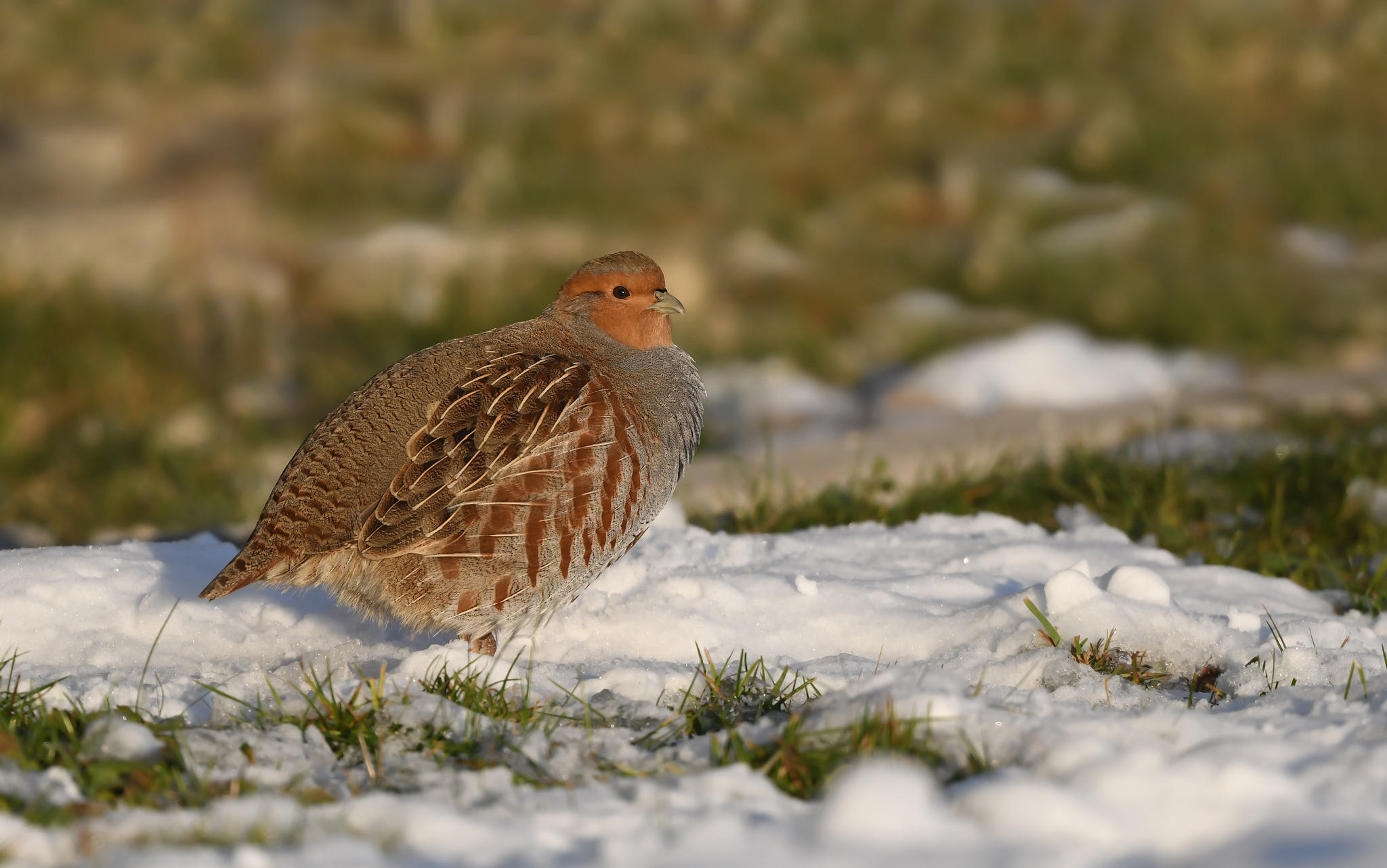 Grey Partridge