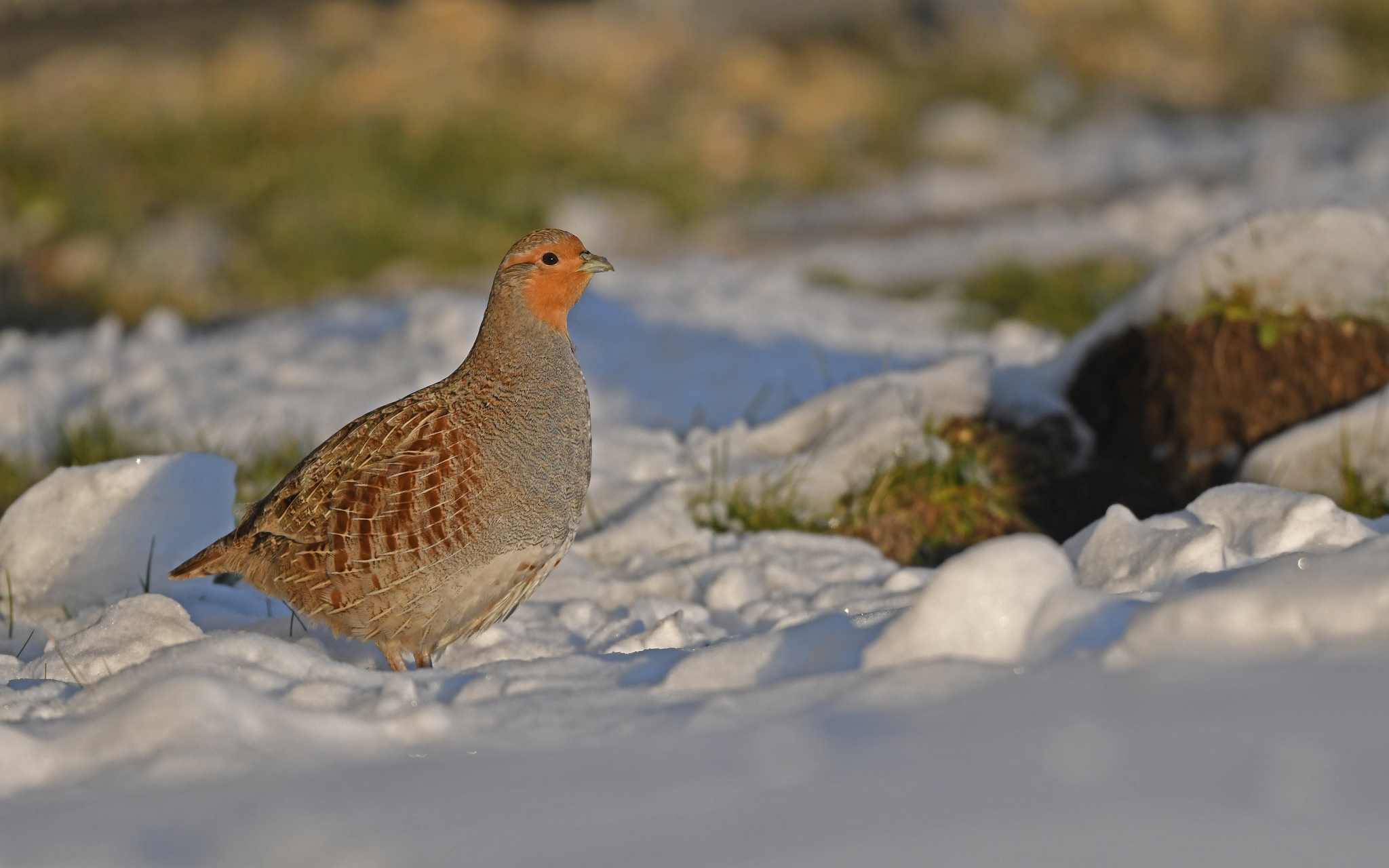 Grey Partridge