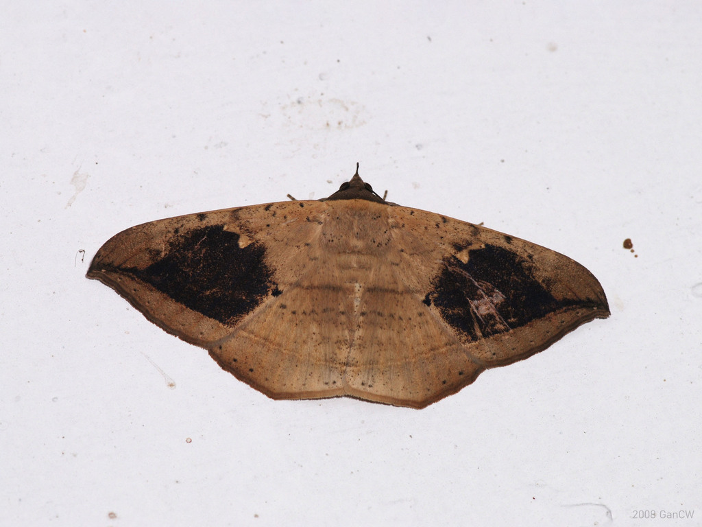 Hulodes drylla