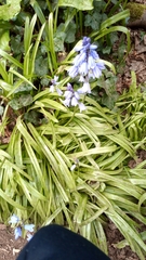 Hyacinthoides hispanica