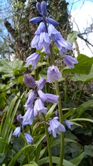 Hyacinthoides hispanica